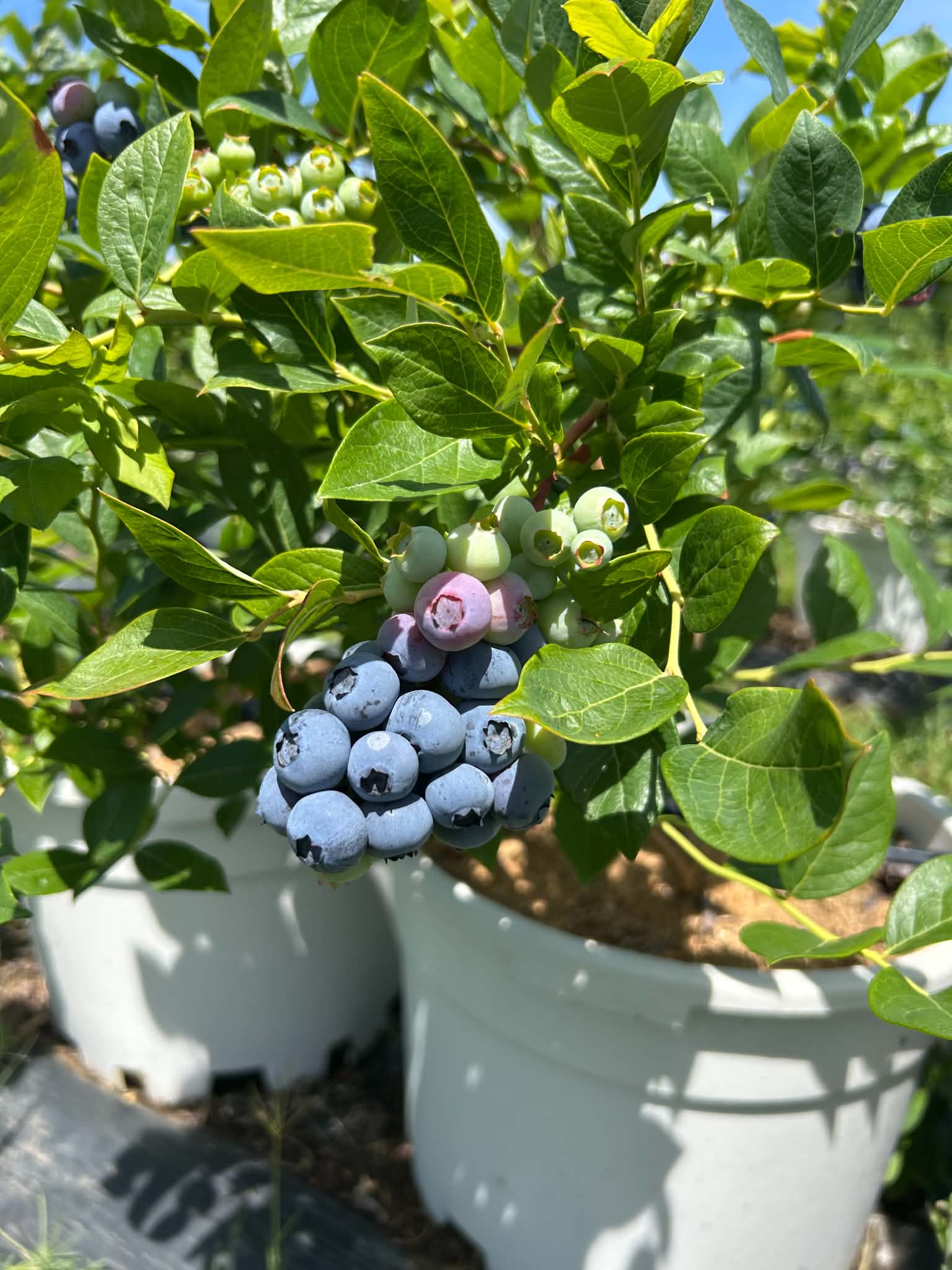 Borovnice na plantaži u Janji